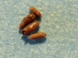 Foraminifera
